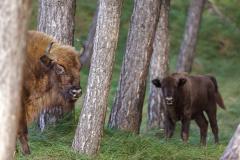Wisent in bos met kalf. Foto: Ruud Maaskant