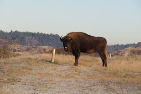 Wisent op Wisentenpad