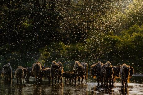 Dawn of the Bison. Foto: Jasper Doest