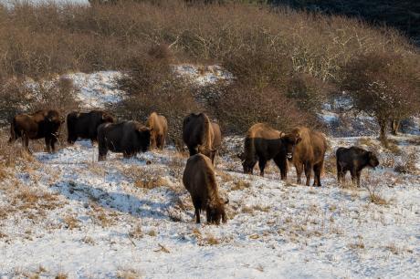 Wisenten grazend in de sneeuw. Foto: Ruud Maaskant