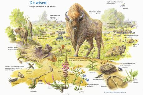 Wisent en zijn sleutelrol in de natuur. Tekening: Jeroen Helmer
