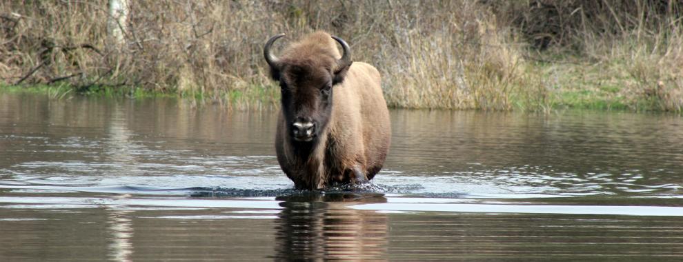 Wisent in het water. Foto: Esther Rodriguez