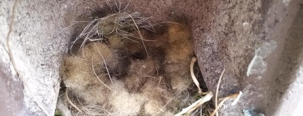 Eggs in nestbox covered with hairs of European bison