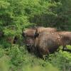 Bijna 2 jaar oude wisent. Foto: Leo Linnartz