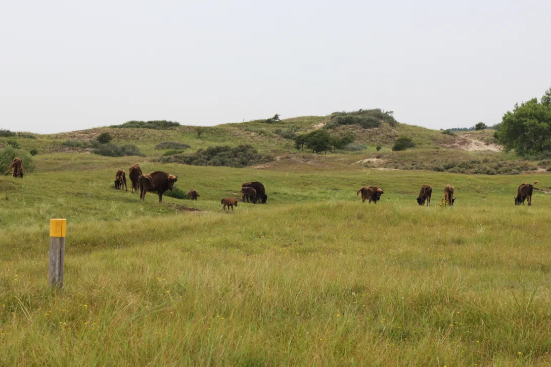 Bison on Bison Trail. Photo: Esther Rodriguez