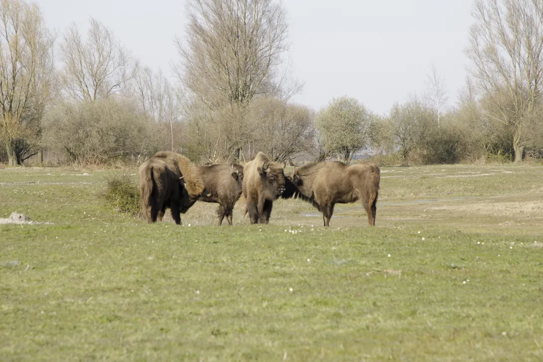 Bisons herd, females smelling newcomer