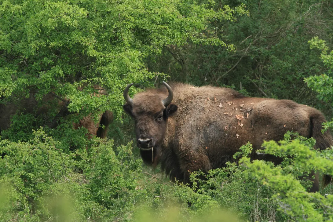 Bijna 2 jaar oude wisent. Foto: Leo Linnartz