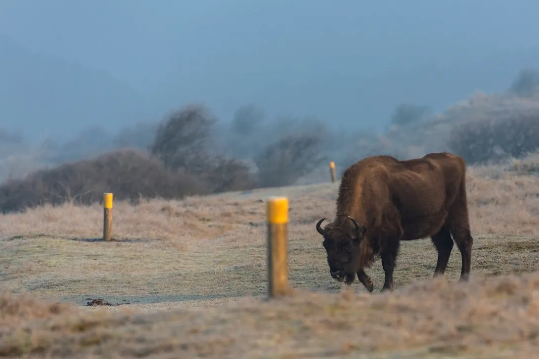Wisentkoe naast de gele route, het wandelpad door Kraansvlak. Foto: Ruud Maaskant